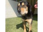 Adopt Samantha a Rottweiler, Black Labrador Retriever