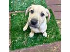 Adopt Mirabel Valentina a Tan/Yellow/Fawn American Pit Bull Terrier / Mixed dog