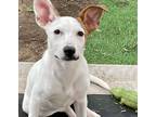 Adopt Ani a White - with Red, Golden, Orange or Chestnut Australian Cattle Dog /