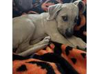 Adopt Pepa Rain a Tan/Yellow/Fawn American Pit Bull Terrier / Mixed dog in