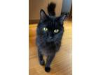 Adopt Mr. Tom Cat Kitty Man a All Black Domestic Longhair / Domestic Shorthair /