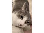 Adopt Dusty a Gray, Blue or Silver Tabby American Shorthair / Mixed (short coat)