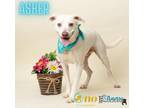 Adopt Asher a White Jack Russell Terrier / Mixed dog in Fairhope, AL (37966487)