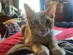 Adopt Kyle a Domestic Shorthair (short coat) cat in Denver, CO (39036846)