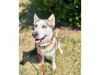 Adopt Gordo a Gray/Blue/Silver/Salt & Pepper Mixed Breed (Large) / Mixed dog in