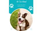 Adopt Ham a Brindle American Pit Bull Terrier / Mixed dog in Savannah
