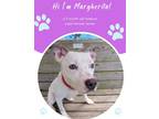Adopt Margherita a White Terrier (Unknown Type, Small) / Mixed dog in Savannah