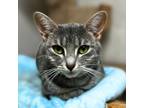 Adopt Peggy a Domestic Shorthair / Mixed cat in Jasper, AL (39050433)