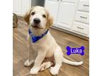 Adopt Luka a White - with Tan, Yellow or Fawn Golden Retriever / Great Pyrenees