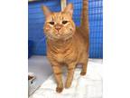 Adopt Zoe a Orange or Red Domestic Shorthair / Mixed (short coat) cat in Seal