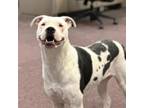 Adopt Cow a White Pit Bull Terrier / Mixed dog in El Paso, TX (39176372)