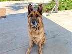 Adopt JAMESON a German Shepherd Dog / Mixed dog in Tustin, CA (39045707)