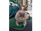 Adopt Saturn a American / Mixed rabbit in Oakland, CA (38960705)