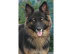 Adopt Athena von Aach a Black - with Tan, Yellow or Fawn German Shepherd Dog /