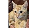 Adopt Leonard - Bonded Pair a Orange or Red (Mostly) Domestic Shorthair / Mixed