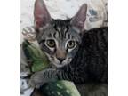 Adopt Erin - Bonded Pair a Gray or Blue (Mostly) Domestic Shorthair / Mixed