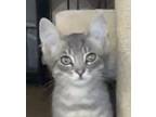 Adopt Greyson - Bonded Pair a Gray or Blue (Mostly) Domestic Shorthair / Mixed