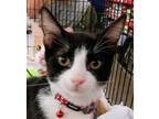 Adopt Gus a Domestic Shorthair / Mixed (short coat) cat in Antioch