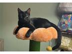Adopt Olive - Bonded Pair a Black (Mostly) Domestic Shorthair / Mixed (short