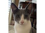 Adopt Dillon a Gray or Blue (Mostly) Domestic Shorthair / Mixed (short coat) cat
