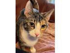 Adopt Haven a Calico or Dilute Calico Calico / Mixed (short coat) cat in