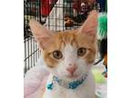 Adopt Biscuit a Orange or Red (Mostly) Domestic Mediumhair / Mixed (medium coat)