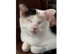 Adopt Tallulah - Blind a Cream or Ivory (Mostly) Calico / Mixed (short coat) cat