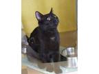 Adopt Bee a All Black Domestic Shorthair / Domestic Shorthair / Mixed cat in