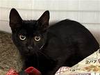 Adopt NERO a All Black Domestic Mediumhair / Mixed (medium coat) cat in Tustin