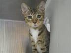 Adopt BRUTUS a Brown or Chocolate Domestic Mediumhair / Mixed (medium coat) cat