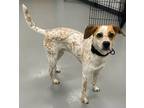 Adopt Cooper a White Jack Russell Terrier / Mixed dog in Morton Grove