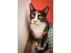 Adopt Brandi (FCID# 07/03/2023 - 3 Trainer) C a Calico or Dilute Calico Calico /