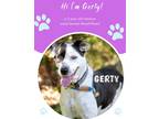 Adopt Gerty a White Mixed Breed (Medium) / Mixed dog in Savannah, GA (37453768)