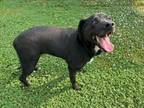 Adopt STAR a Labrador Retriever, Mixed Breed