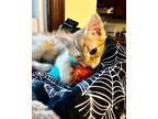 Adopt Sweet Potato & Squash a Orange or Red Domestic Longhair / Mixed (long