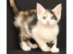 Adopt Cupcake a Calico or Dilute Calico Calico (short coat) cat in Newland