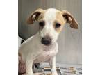 Adopt Tessa Paige a Terrier (Unknown Type, Small) / Dachshund / Mixed dog in