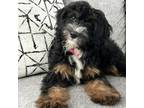 Adopt Wilson a Black Bernese Mountain Dog / Poodle (Miniature) / Mixed dog in