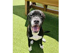 Adopt Goofy a Black Terrier (Unknown Type, Small) / Mixed Breed (Large) / Mixed