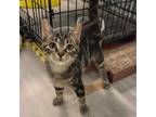 Adopt Preacher Cookie a Brown or Chocolate Domestic Shorthair / Mixed cat in