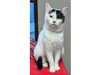 Adopt Curious a White Domestic Shorthair / Domestic Shorthair / Mixed cat in The