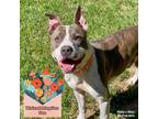 Adopt Diesel a Gray/Silver/Salt & Pepper - with Black American Pit Bull Terrier