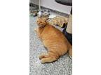 Adopt Pippin a Orange or Red Domestic Shorthair / Domestic Shorthair / Mixed cat
