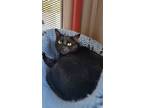 Adopt Leia a All Black Domestic Shorthair / Mixed Breed (Medium) / Mixed (short