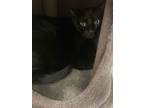 Adopt Typin a All Black Domestic Shorthair / Domestic Shorthair / Mixed cat in