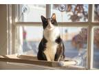 Adopt Jean Grey a Black & White or Tuxedo Domestic Shorthair cat in Dayton