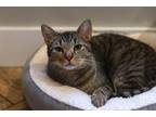Adopt Ziggy a Brown Tabby Domestic Shorthair cat in Dayton, OH (38961211)