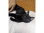 Adopt Teri a All Black Domestic Shorthair / Mixed (short coat) cat in Cleveland