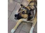Adopt Blake a Beagle / Mixed dog in Incline Village, NV (38957042)