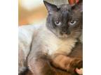 Adopt Grayson a Tan or Fawn (Mostly) Siamese / Mixed (short coat) cat in